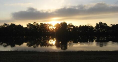 Oh, Gingersnap: A Sorghum Cookie Recipe Image